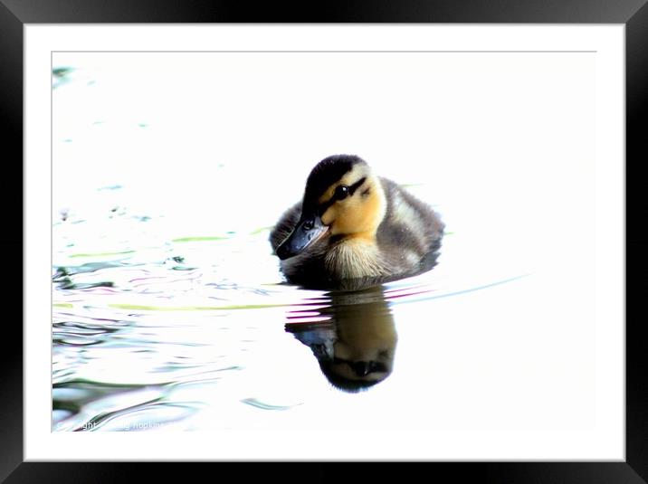 Spring Duckling Framed Mounted Print by craig hopkins