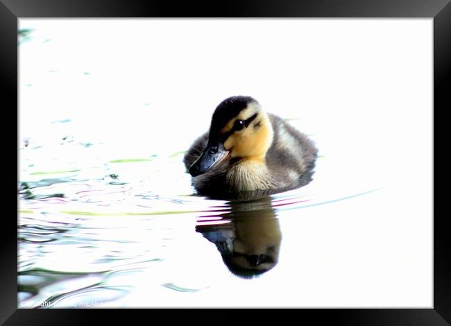 Spring Duckling Framed Print by craig hopkins