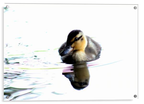 Spring Duckling Acrylic by craig hopkins