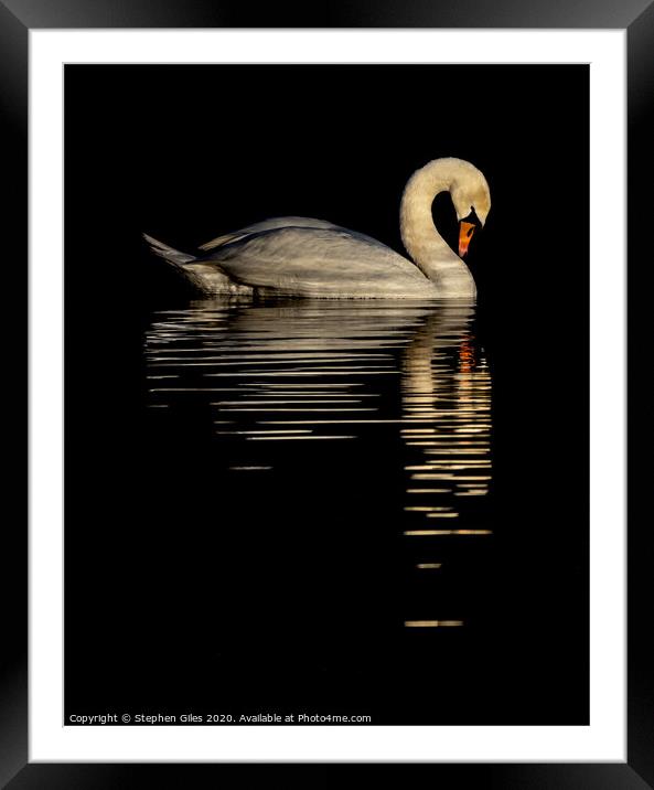 Reflective swan Framed Mounted Print by Stephen Giles