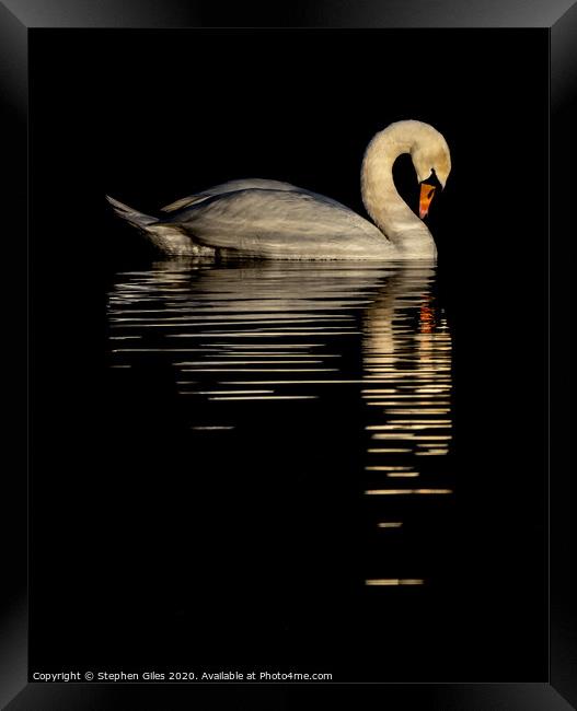 Reflective swan Framed Print by Stephen Giles