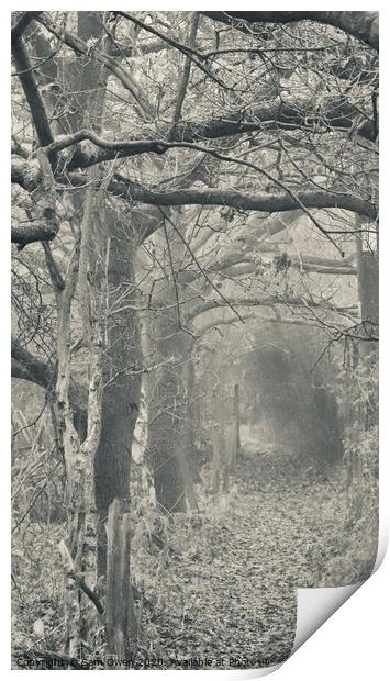 Frosty pathway  Print by Sam Owen