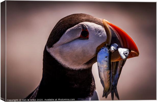 Hungry Puffin Canvas Print by Ken le Grice