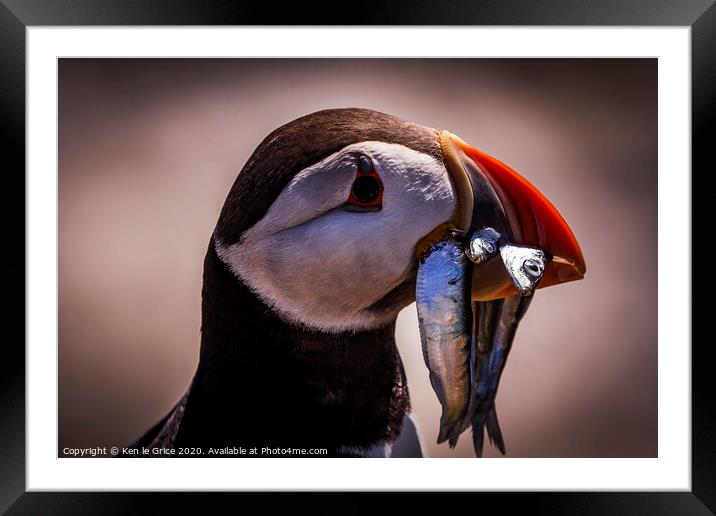 Hungry Puffin Framed Mounted Print by Ken le Grice