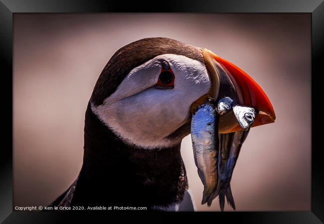 Hungry Puffin Framed Print by Ken le Grice