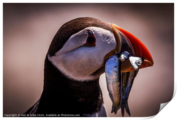 Hungry Puffin Print by Ken le Grice