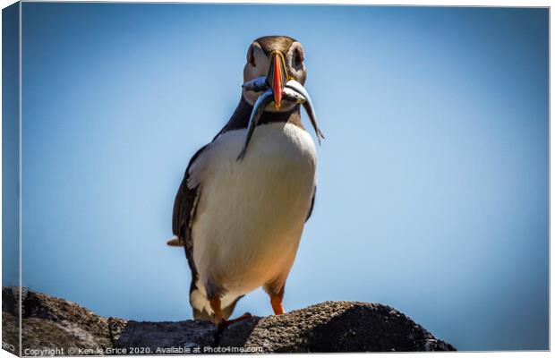 Inquisitve Puffin Canvas Print by Ken le Grice
