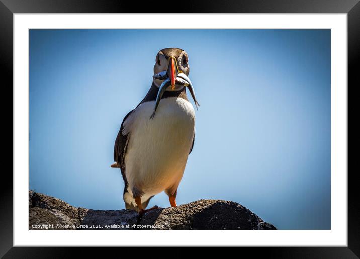 Inquisitve Puffin Framed Mounted Print by Ken le Grice