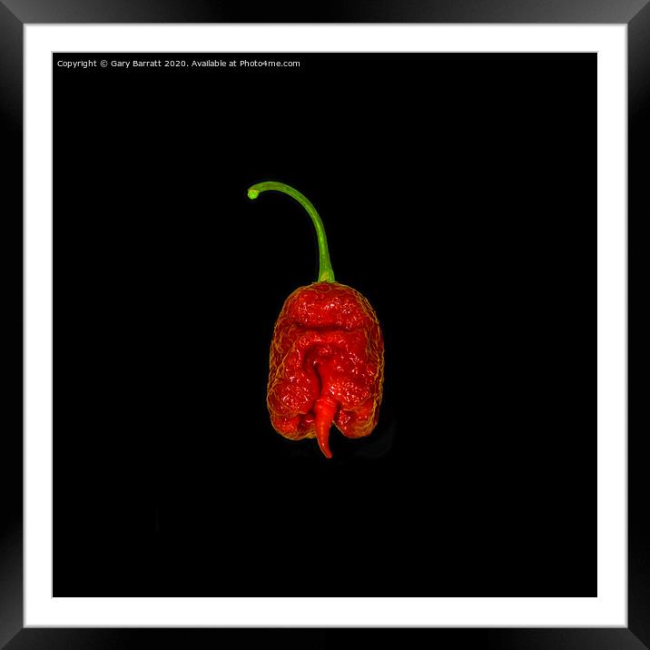 Carolina Reaper On Black Framed Mounted Print by Gary Barratt