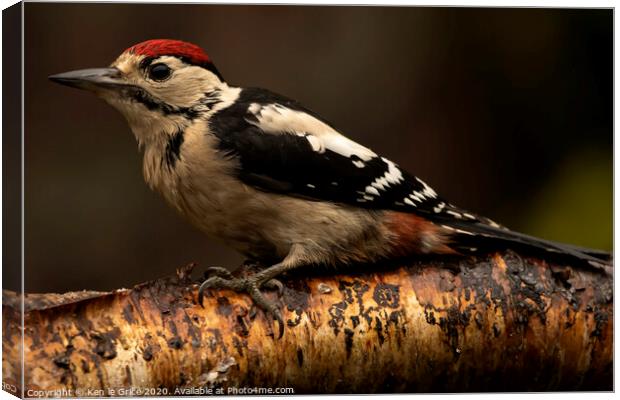 Juvenile Great Spotted Woodpecker Canvas Print by Ken le Grice
