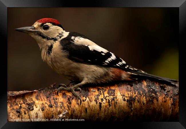 Juvenile Great Spotted Woodpecker Framed Print by Ken le Grice