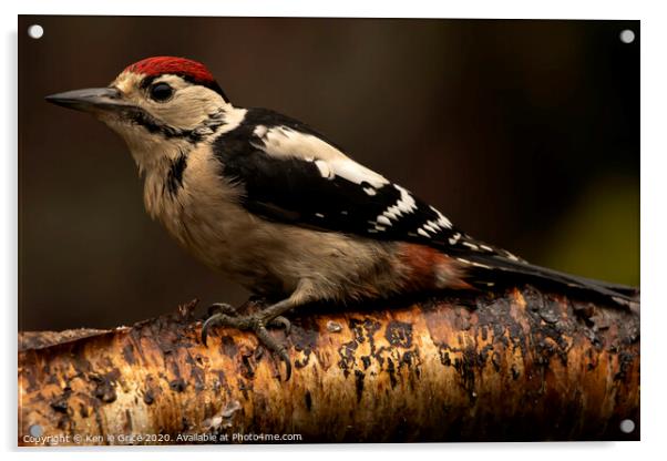 Juvenile Great Spotted Woodpecker Acrylic by Ken le Grice