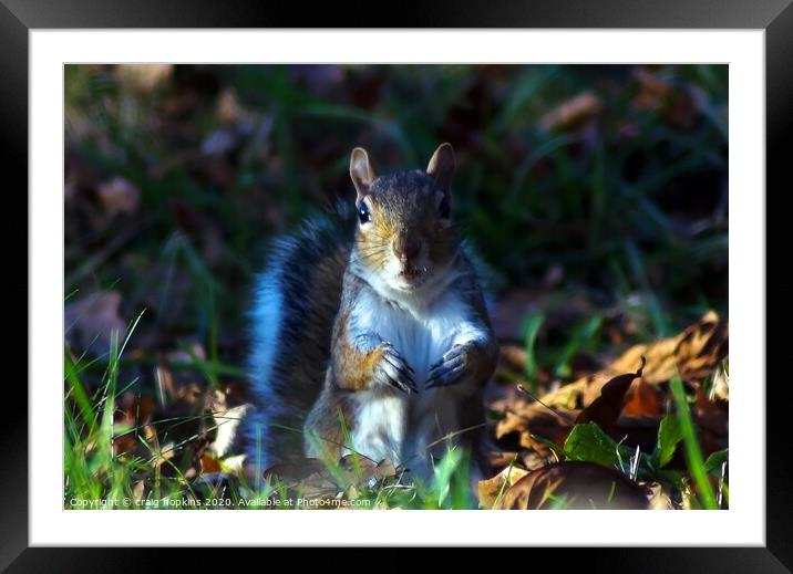 Nosey Squirrel Framed Mounted Print by craig hopkins