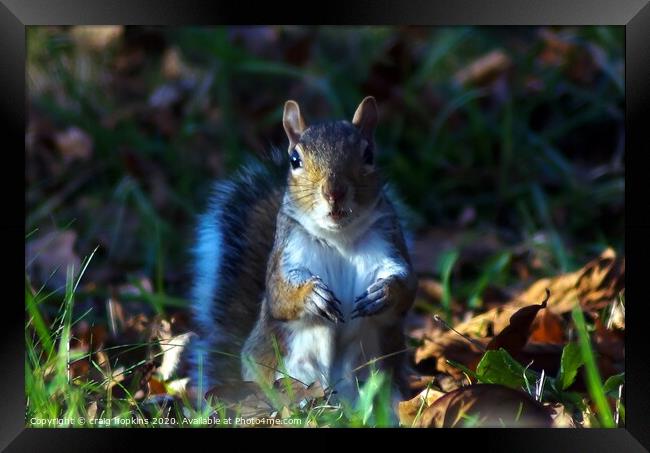 Nosey Squirrel Framed Print by craig hopkins
