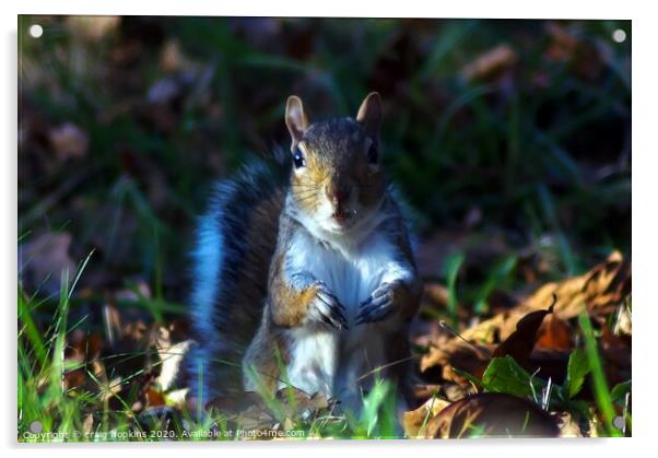 Nosey Squirrel Acrylic by craig hopkins