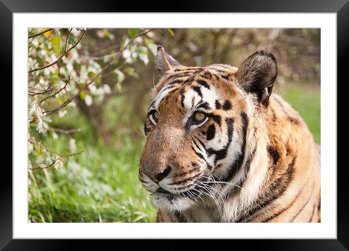 Bruno the Tiger Framed Mounted Print by Simon Wrigglesworth