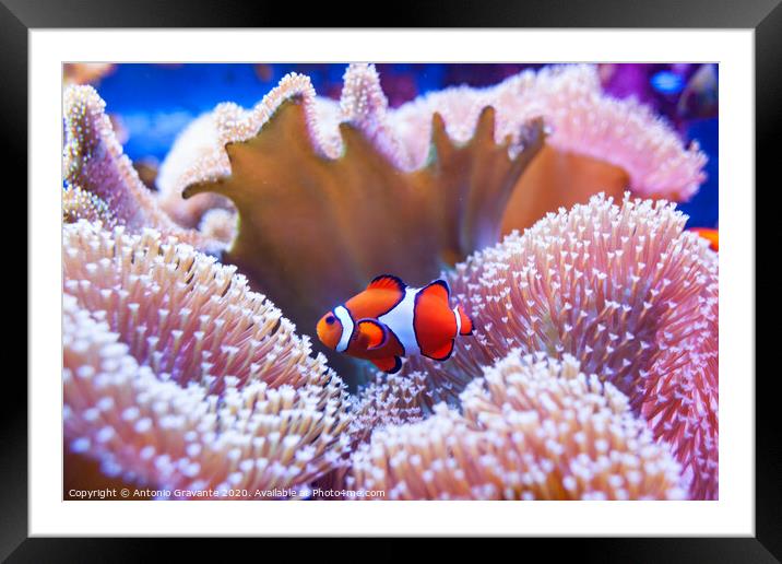 Clown fish swimming in the corals. Framed Mounted Print by Antonio Gravante