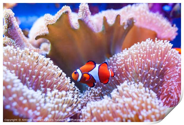 Clown fish swimming in the corals. Print by Antonio Gravante