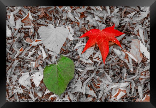 two leaves of red, and green on a carpet of dry le Framed Print by daniele mattioda