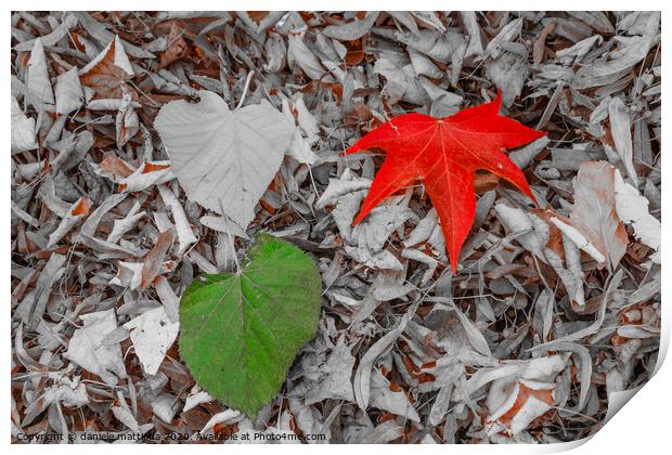 two leaves of red, and green on a carpet of dry le Print by daniele mattioda