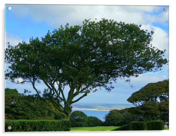 Natures Majestic Framing Acrylic by Beryl Curran