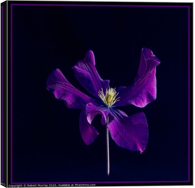 Clematis "The President" Canvas Print by Robert Murray