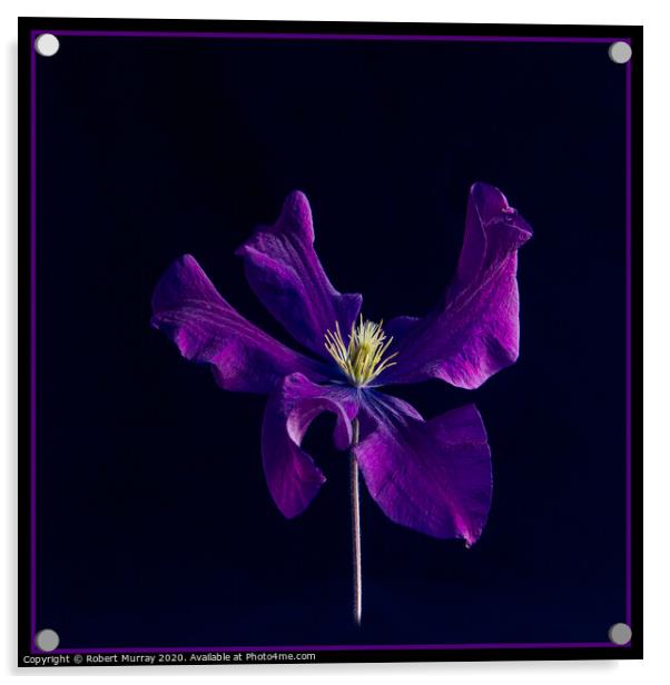 Clematis "The President" Acrylic by Robert Murray