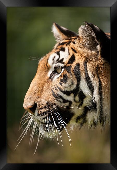 Focused - Tiger Portrait Framed Print by Simon Wrigglesworth