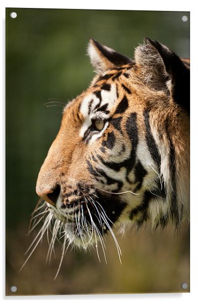 Focused - Tiger Portrait Acrylic by Simon Wrigglesworth