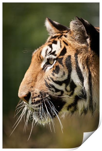 Focused - Tiger Portrait Print by Simon Wrigglesworth