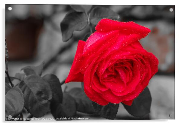 the rose is the flower of love Acrylic by susanna mattioda