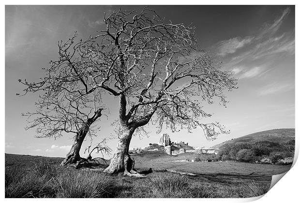 Corfe castle and trees Print by Tony Bates
