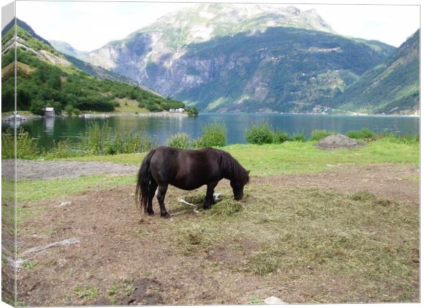 Pony grazing Geiranger Fjord Canvas Print by Sheila Ramsey