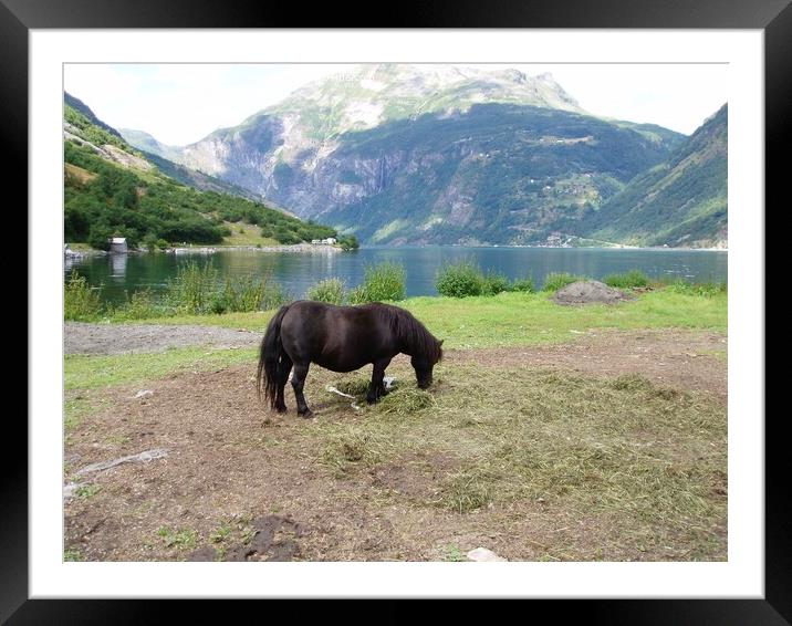 Pony grazing Geiranger Fjord Framed Mounted Print by Sheila Ramsey