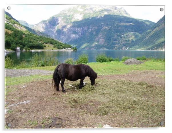 Pony grazing Geiranger Fjord Acrylic by Sheila Ramsey
