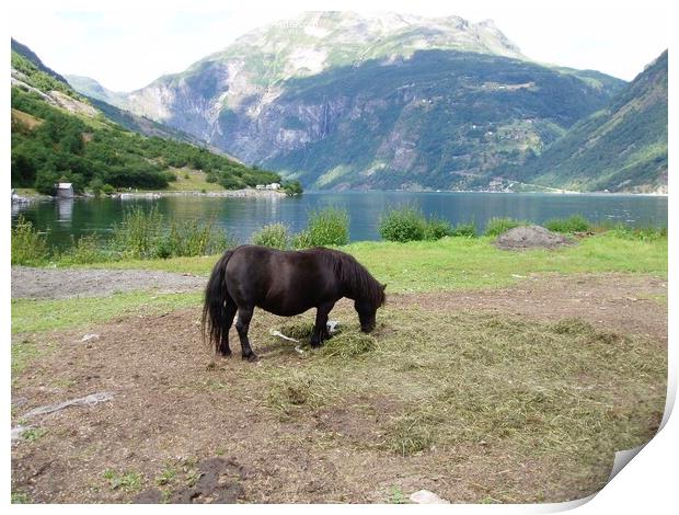Pony grazing Geiranger Fjord Print by Sheila Ramsey