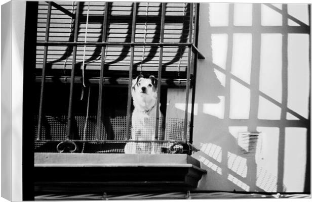 Lomography - A dog at the window Canvas Print by Jose Manuel Espigares Garc