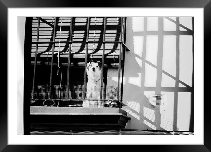 Lomography - A dog at the window Framed Mounted Print by Jose Manuel Espigares Garc
