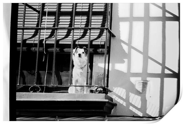 Lomography - A dog at the window Print by Jose Manuel Espigares Garc