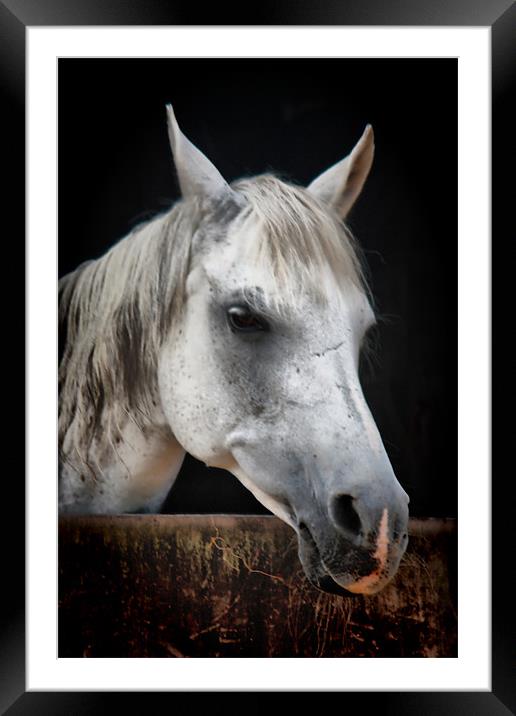 White Horse Framed Mounted Print by Nicola Clark