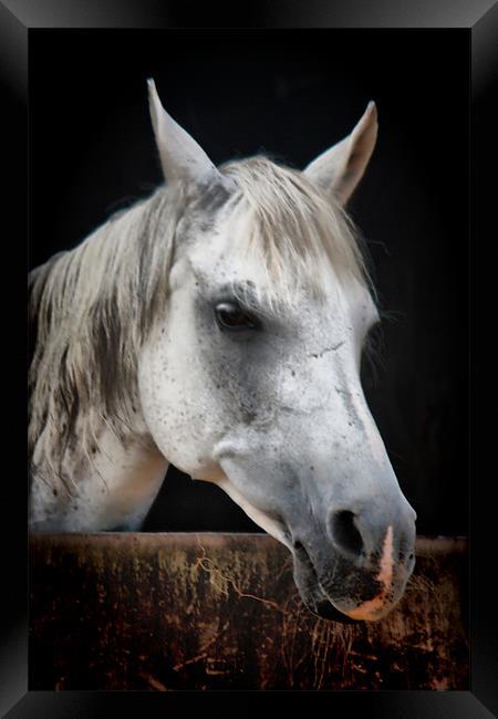 White Horse Framed Print by Nicola Clark