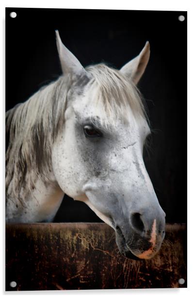 White Horse Acrylic by Nicola Clark