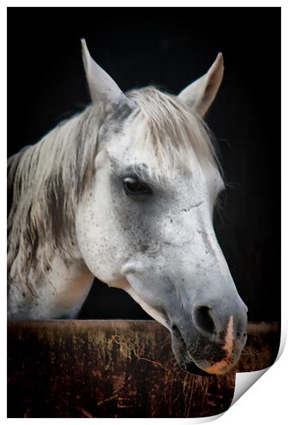 White Horse Print by Nicola Clark