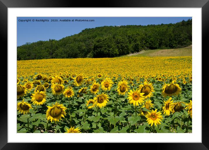 Sunflower field Framed Mounted Print by Rocklights 