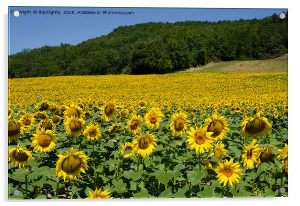 Sunflower field Acrylic by Rocklights 