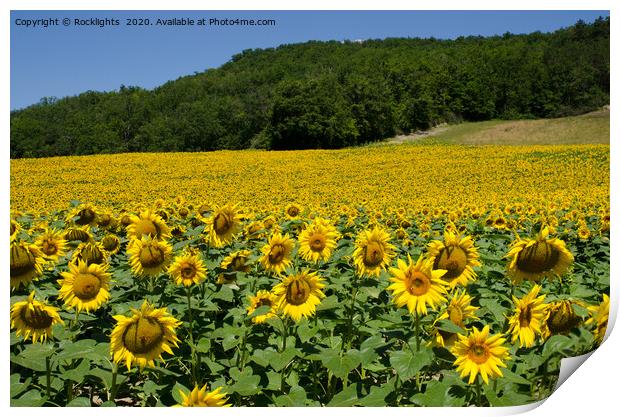 Sunflower field Print by Rocklights 