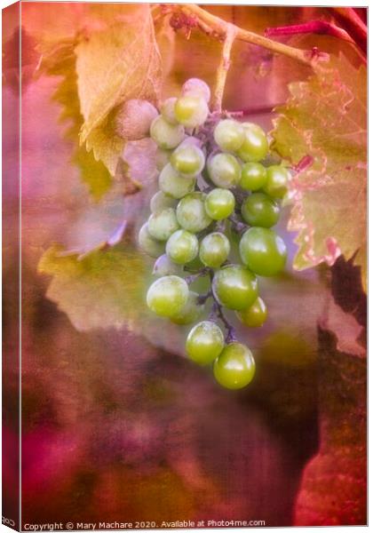 Grapes in the Vineyard - Montecatini  Canvas Print by Mary Machare