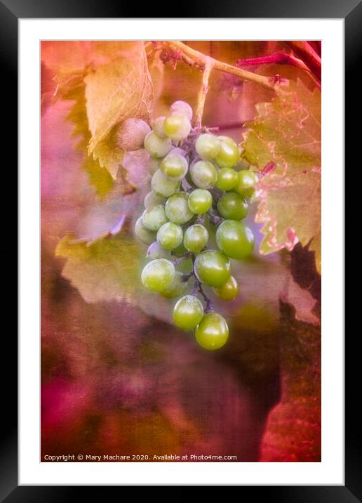 Grapes in the Vineyard - Montecatini  Framed Mounted Print by Mary Machare