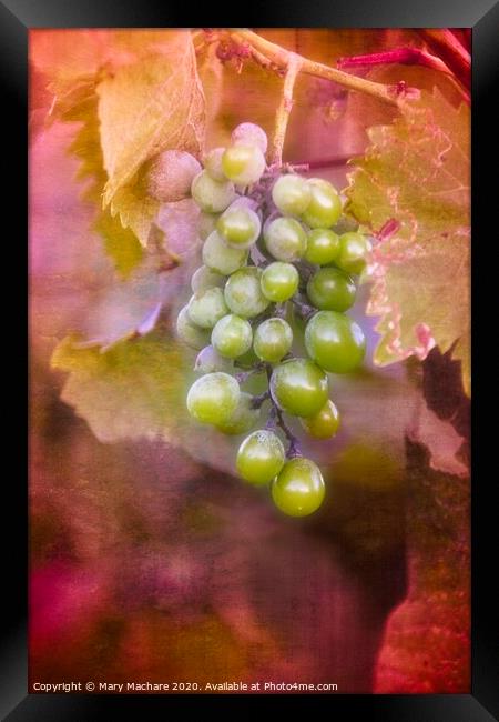 Grapes in the Vineyard - Montecatini  Framed Print by Mary Machare