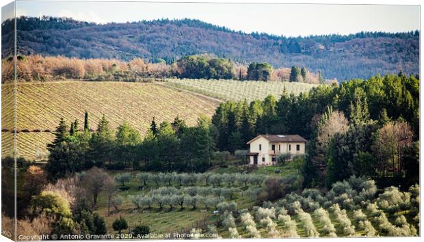 Tuscan landscape with cypress, trees and ancient buildings. Canvas Print by Antonio Gravante